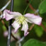 Clematis viticella Little Nell